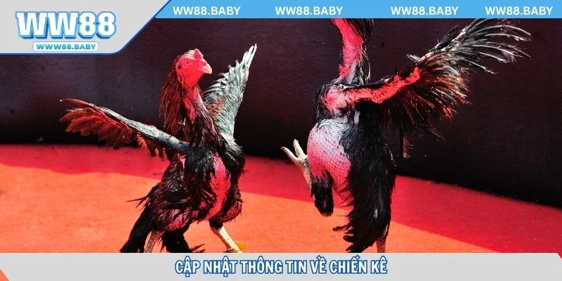 Cập nhật thông tin về chiến kê để soi kèo dễ dàng