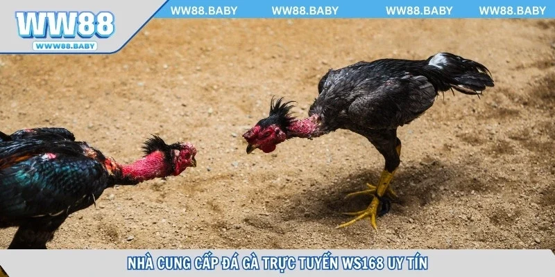 Đối tác trò chơi WW88 cùng cấp kèo đá gà tại WS168