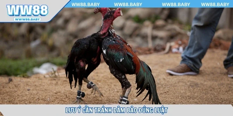 Lưu ý cần tránh đảm bảo đúng luật